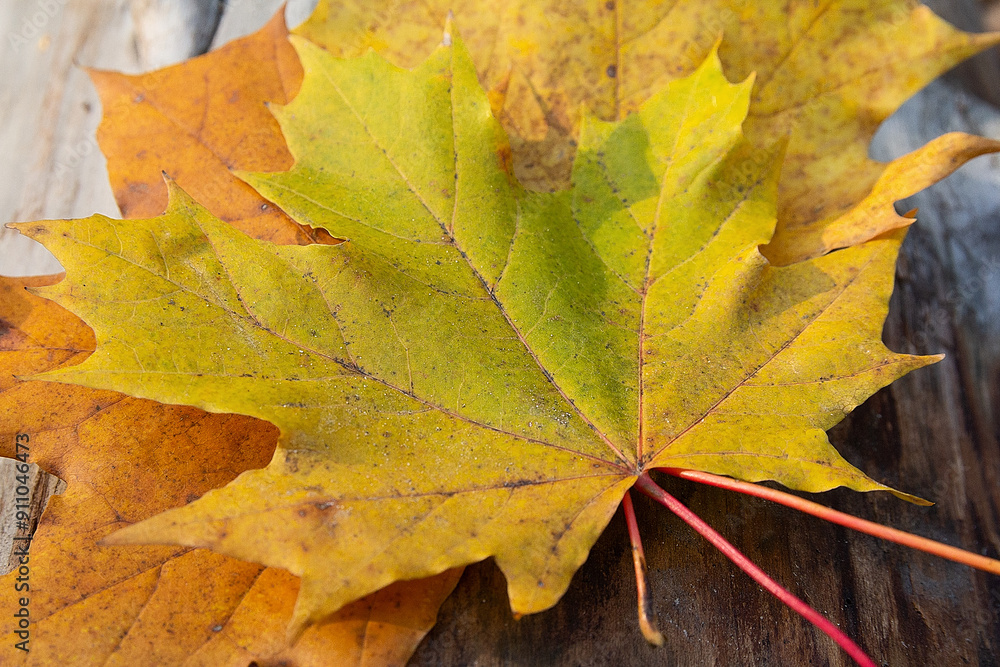 Wet maple leafs. Yellow fallen leafs close-up Wet maple leafs. Yellow fallen leafs close-up