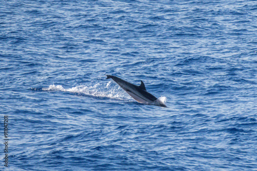 dolphin in the Mediterranean sea