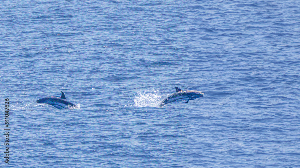 Fototapeta premium dolphin in the Mediterranean sea
