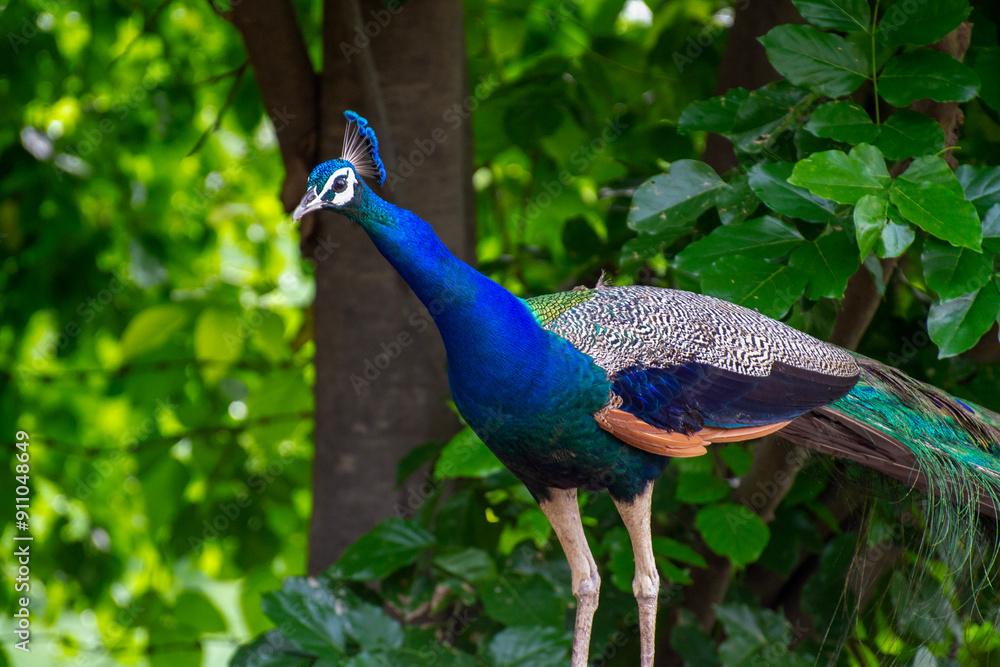 Obraz premium Peacock roaming free