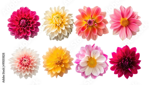 Collection of Different type of Dahlias flower isolate on transparency background