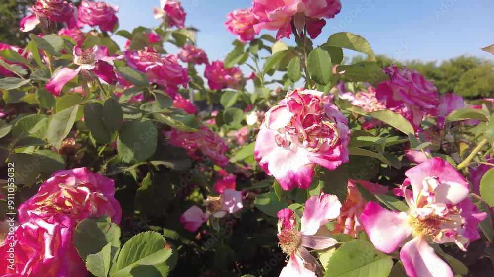 A close up of a serene Rose Garden in Dublin, California, showcases a vibrant array of blooming roses in various colors. The meticulously garden offers a peaceful retreat with fragrant blossoms. A close up of a serene Rose Garden in Dublin, California, showcases a vibrant array of blooming roses in various colors. The meticulously garden offers a peaceful retreat with fragrant blossoms.