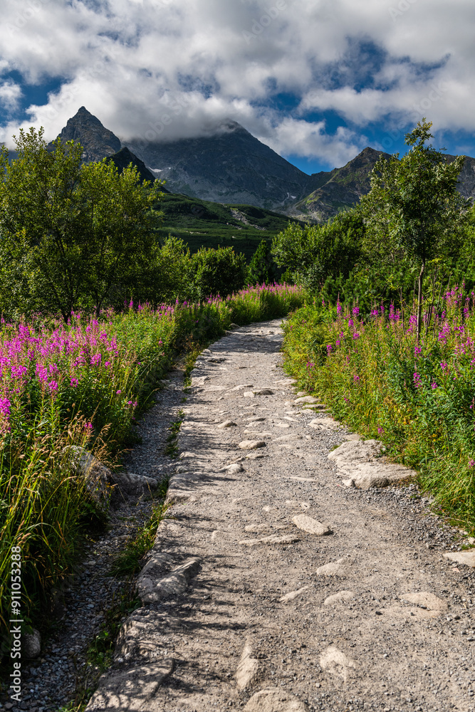 Scenic Patch in Tatra Mountains with Summer Flowers in Poland Scenic Patch in Tatra Mountains with Summer Flowers in Poland