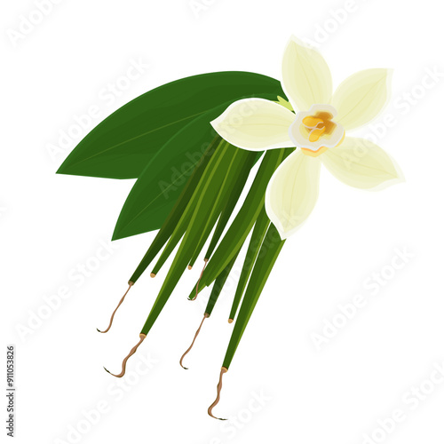 Vector illustration logo clip art Fresh Orchid Vanilla Flower and Pods 