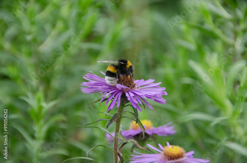 Bourdon des jardins - bombus hortorum - sur une fleur d'aster