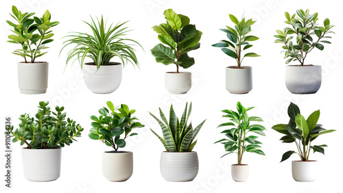 Indoor plant png element set, transparent background