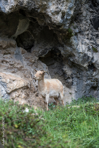 Picos de Europa (Asturias)