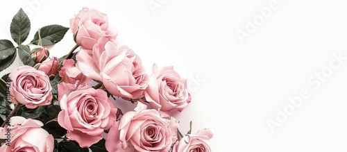 Fototapeta Naklejka Na Ścianę i Meble -  Pink roses arranged in a corner with copy space image against a white backdrop