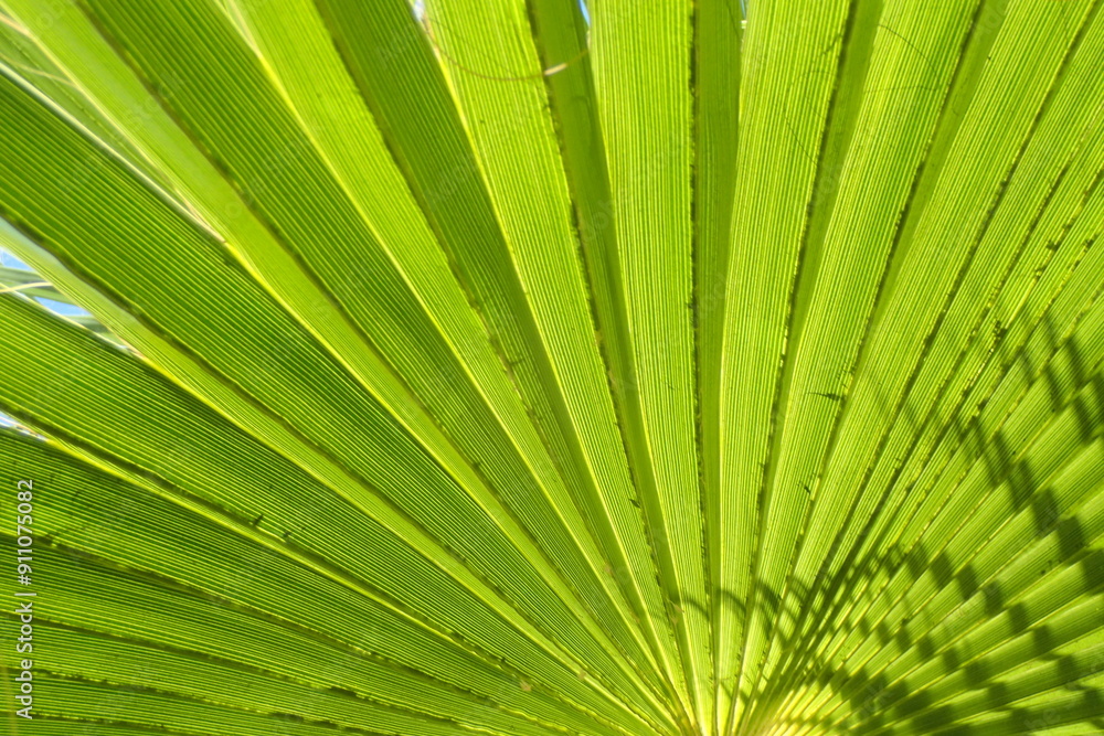Fototapeta premium fresh green palm leaves texture