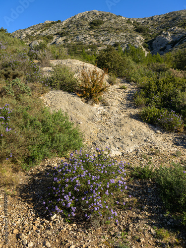 A flowering Shrubby Globularia on a sunny day photo