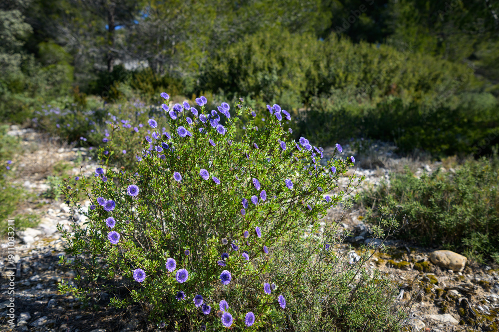 A flowering Shrubby Globularia on a sunny day A flowering Shrubby Globularia on a sunny day