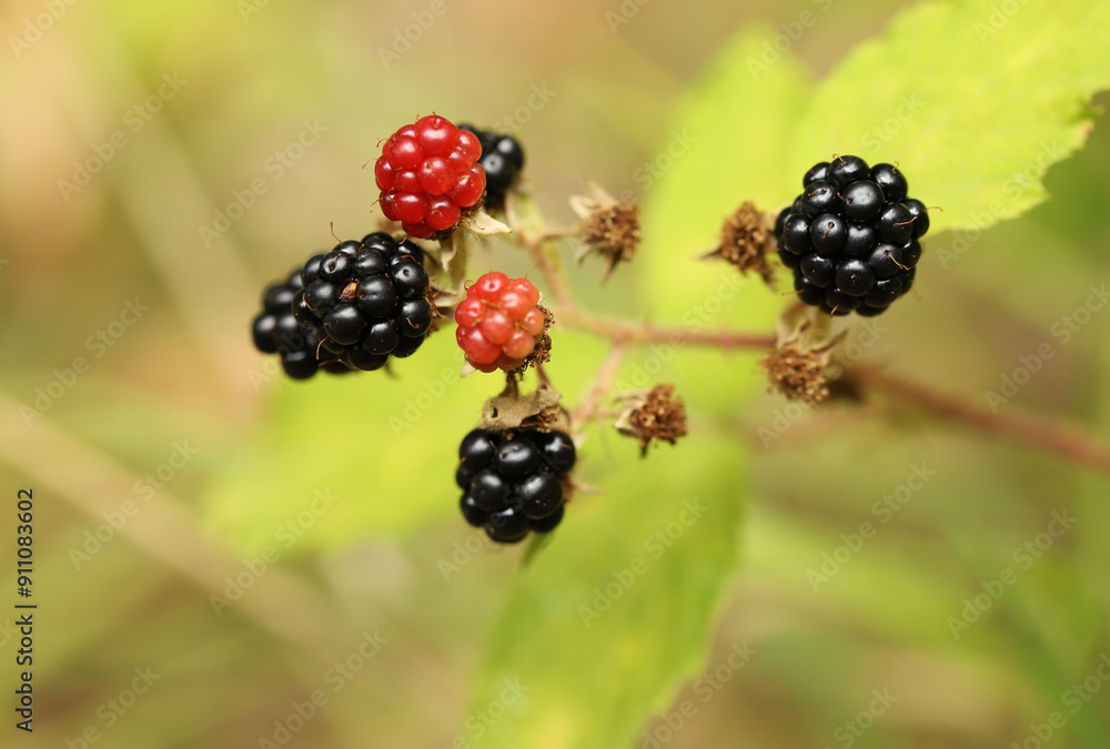 Blackberry bush in the garden Blackberry bush in the garden