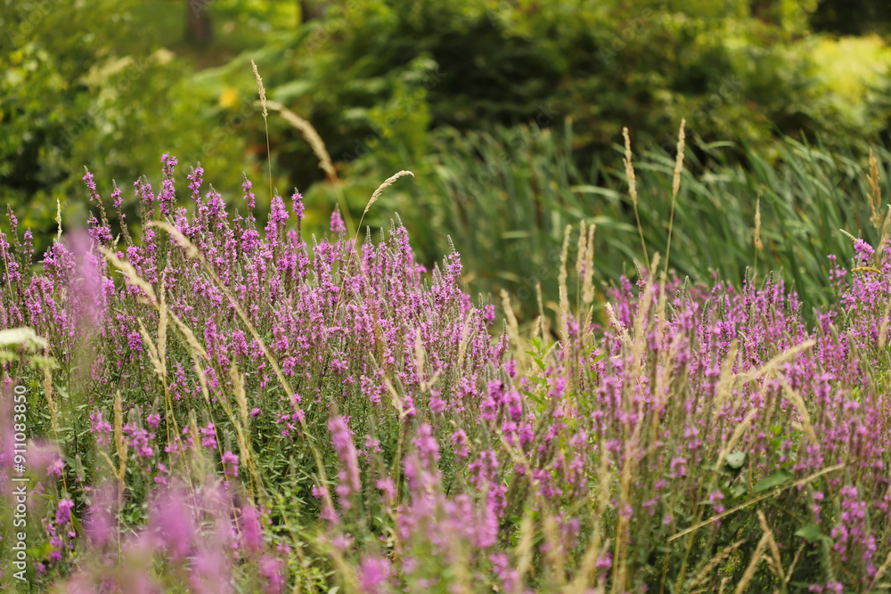 Obraz premium Flowers in the forest, Purple loosestrife (Lythrum salicaria)