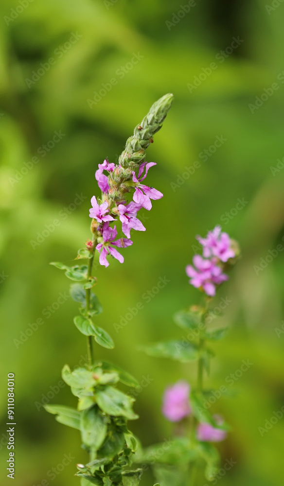 Flowers in the forest, Purple loosestrife (Lythrum salicaria) Flowers in the forest, Purple loosestrife (Lythrum salicaria)