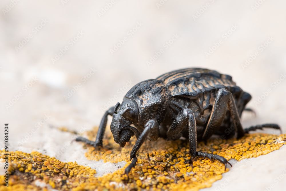 A Garlic Weevil beetle on a rock A Garlic Weevil beetle on a rock