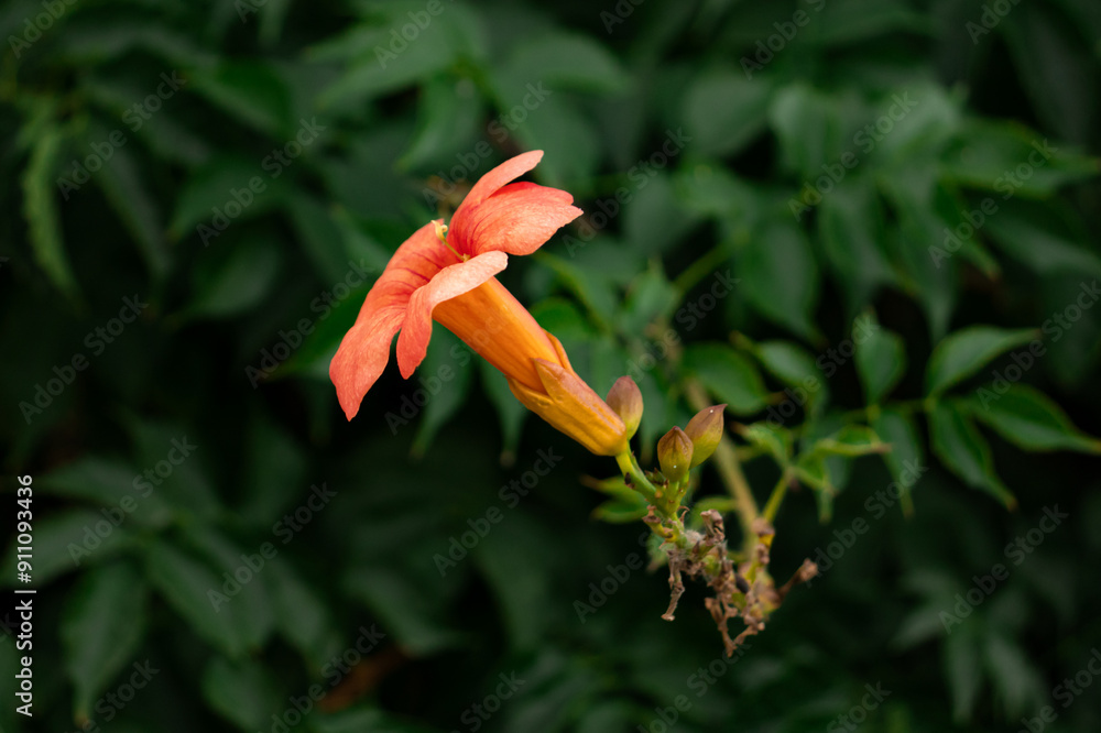 Obraz premium Chinese trumpet vine (Campos’s Grandiflora) single flower side view