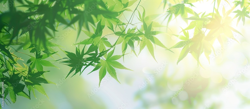 Green maple leaves background material in a Japanese style copy space image Green maple leaves background material in a Japanese style copy space image