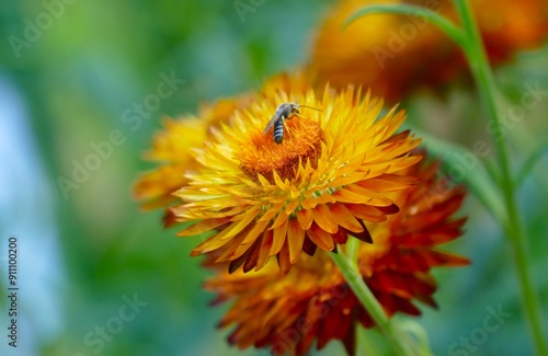 Bee on yellow summer flower close macro details flower background