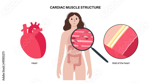 Cardiac muscle tissue