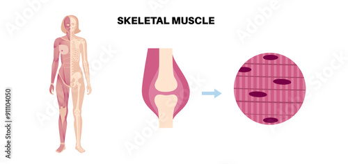 Skeletal muscle tissue