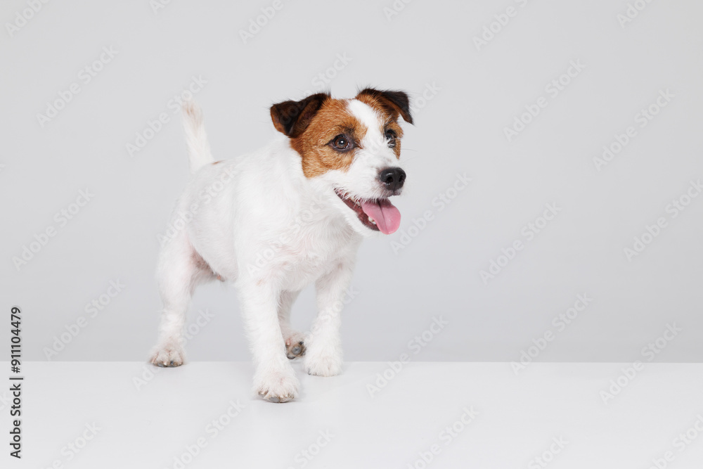 Funny dog of Jack Russell Terrier runs and jumps on a gray background in the studio. Free space for text. Wide angle horizontal wallpaper or web banner. Funny dog of Jack Russell Terrier runs and jumps on a gray background in the studio. Free space for text. Wide angle horizontal wallpaper or web banner.