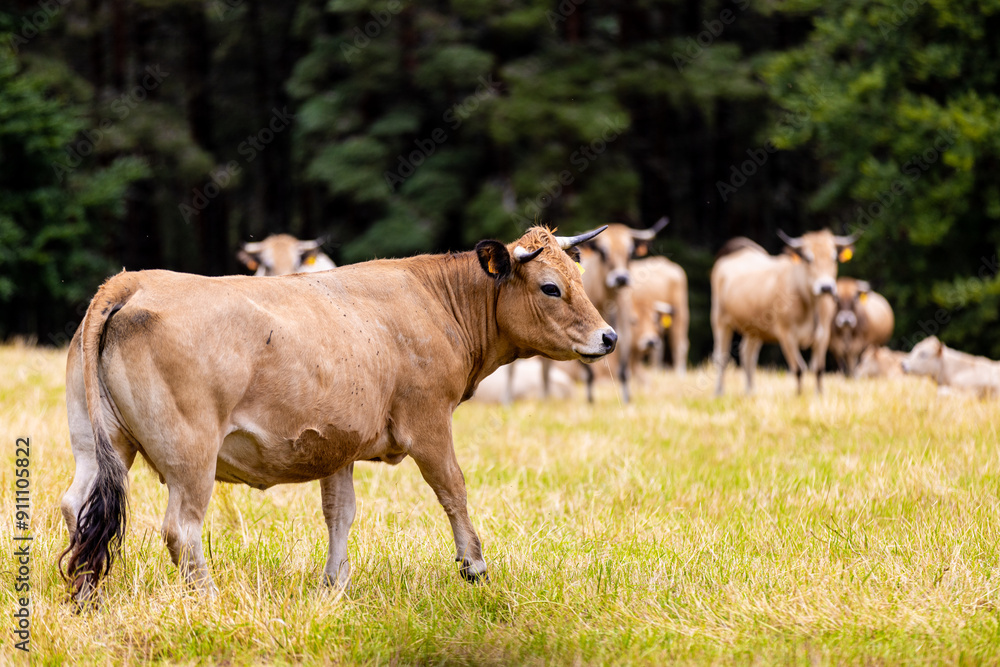 Vaches sur les plateaux de l'Aubrac Vaches sur les plateaux de l'Aubrac
