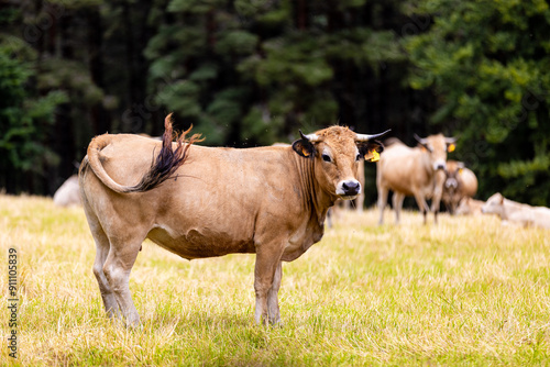 Vaches sur les plateaux de l'Aubrac