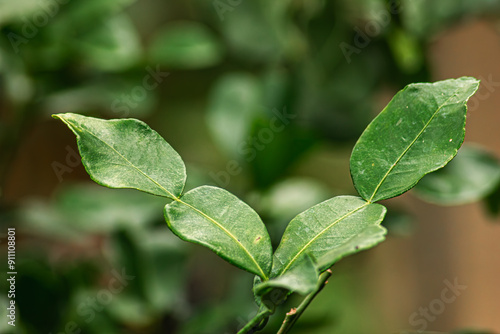 The kaffir lime leaf and branch with green background