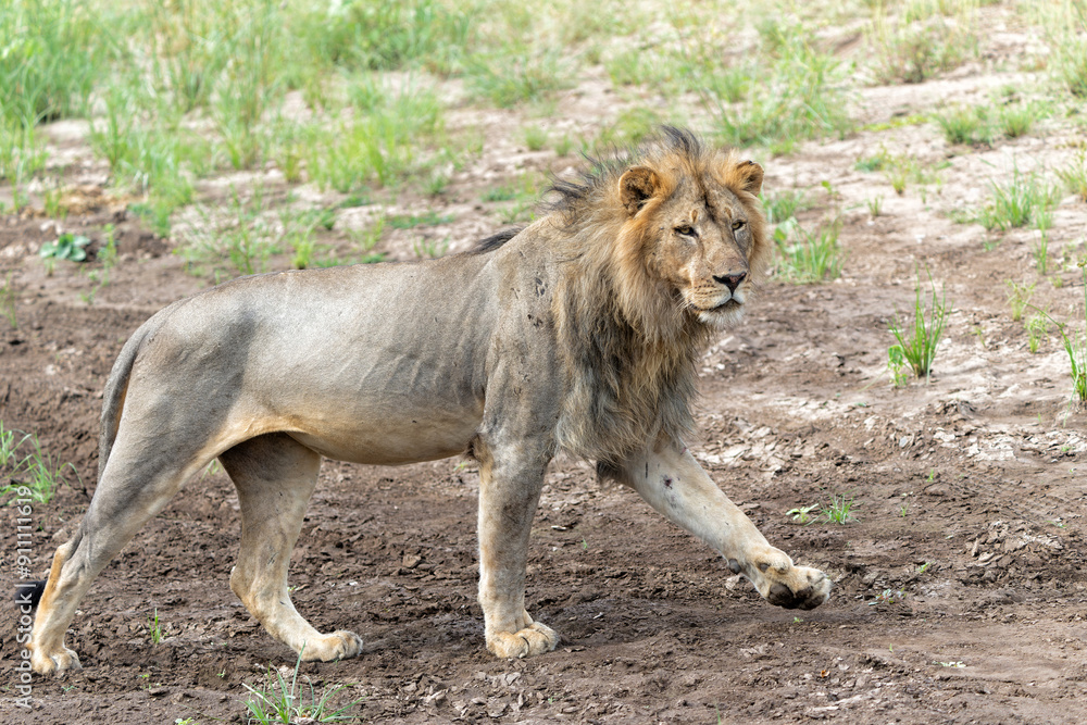 Lion (Panthera leo) male hunting in Mashatu Game Reserve in the Tuli Block in Botswana Lion (Panthera leo) male hunting in Mashatu Game Reserve in the Tuli Block in Botswana