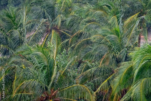 Palm tree strong storm in Cuba and Caribbean with rain photo