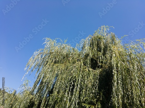 Willow tree (Salix babylonica) with blue sky as copyspace photo