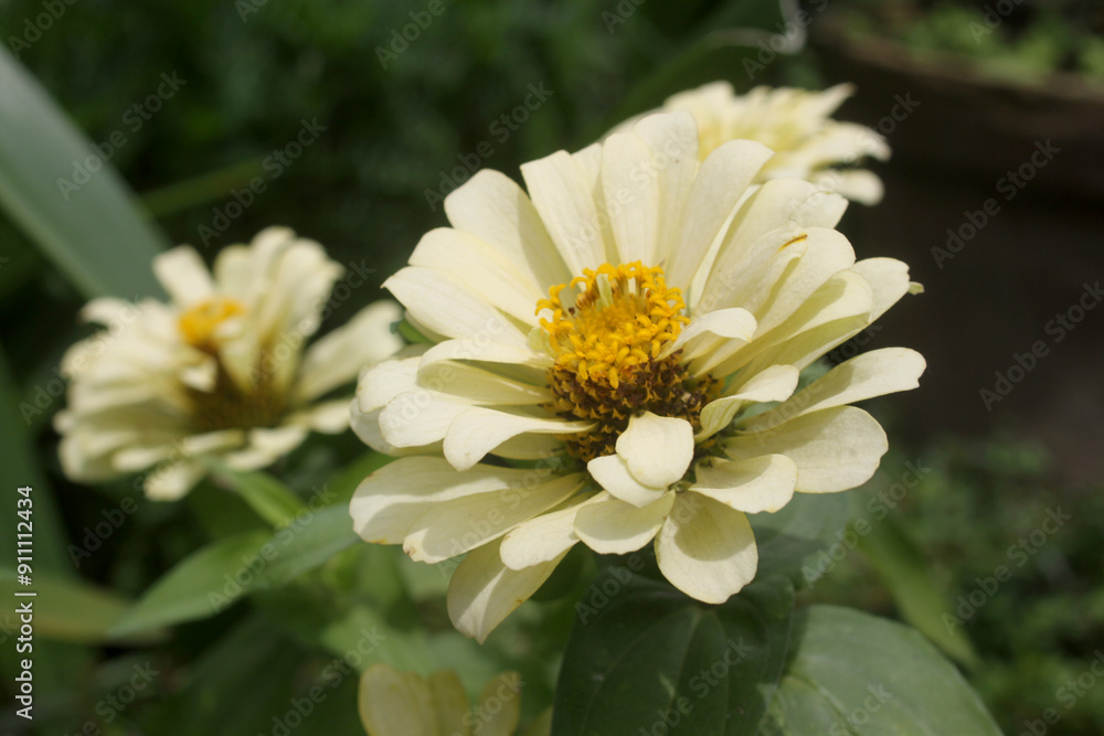 Obraz premium flower