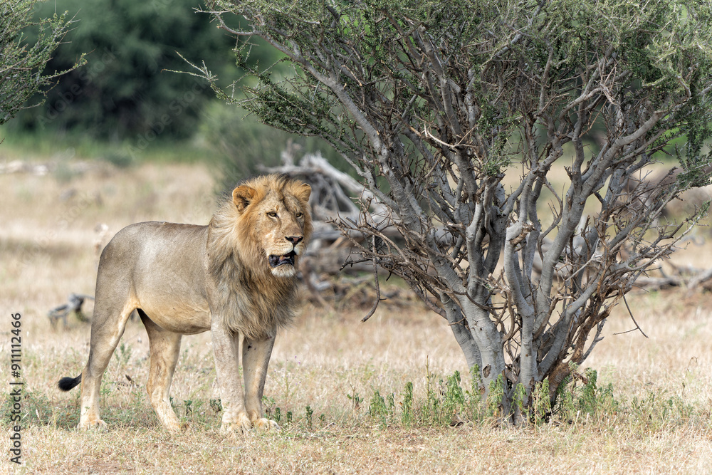 Naklejka premium Lion (Panthera leo) male hunting in Mashatu Game Reserve in the Tuli Block in Botswana