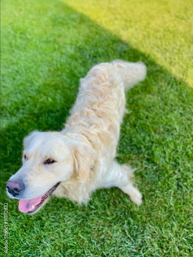 A cheerful Golden Retriever sits on green grass with its tongue out, radiating joy and affection. Perfect for pet, outdoor, and happiness-related content.