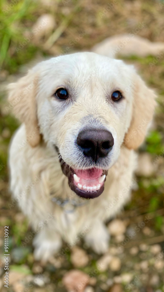 A cheerful Golden Retriever sits on green grass with its tongue out, radiating joy and affection. Perfect for pet, outdoor, and happiness-related content. A cheerful Golden Retriever sits on green grass with its tongue out, radiating joy and affection. Perfect for pet, outdoor, and happiness-related content.