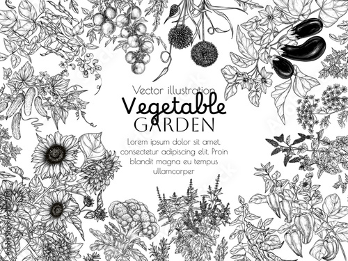 Vector vegetable garden border. Vegetables and greens. Tomatoes, cucumbers, eggplant, dill, rosemary, parsley, pepper, chili pepper, arugula, beans, sunflowers, broccoli, basil, mint