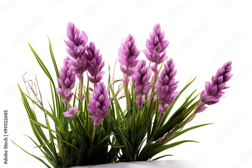 Fototapeta premium Purple hyacinth flower cluster, spring blossom botanical PNG, vibrant garden plant foliage for design and decor isolated on Transparent Background