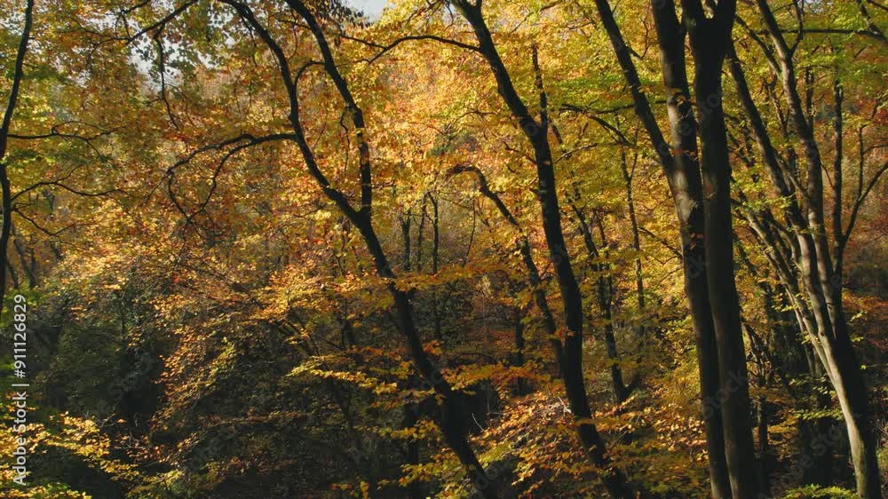 Flying backwards through the branches of beautiful beech trees in a colorful forest in autumn Flying backwards through the branches of beautiful beech trees in a colorful forest in autumn