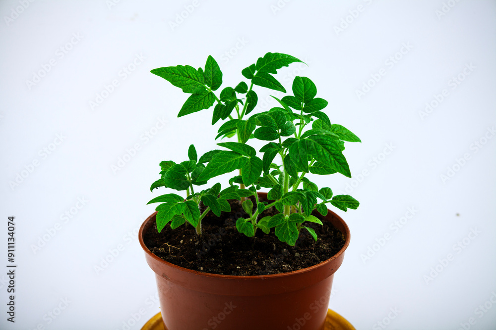 Tomato seedlings. On a white isolated background.Indoor plant seedlings. Concept of gardening, agriculture. Agricultural life. Organic food in the garden. Space for text.Close-up Tomato seedlings. On a white isolated background.Indoor plant seedlings. Concept of gardening, agriculture. Agricultural life. Organic food in the garden. Space for text.Close-up
