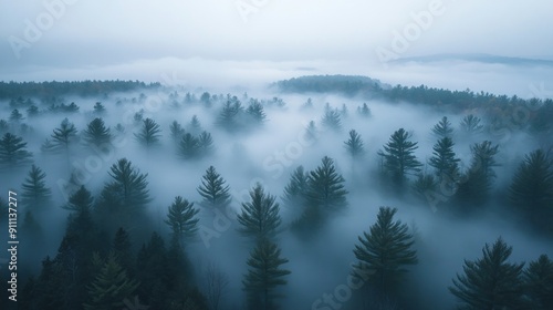 ethereal photo fog rolling forested