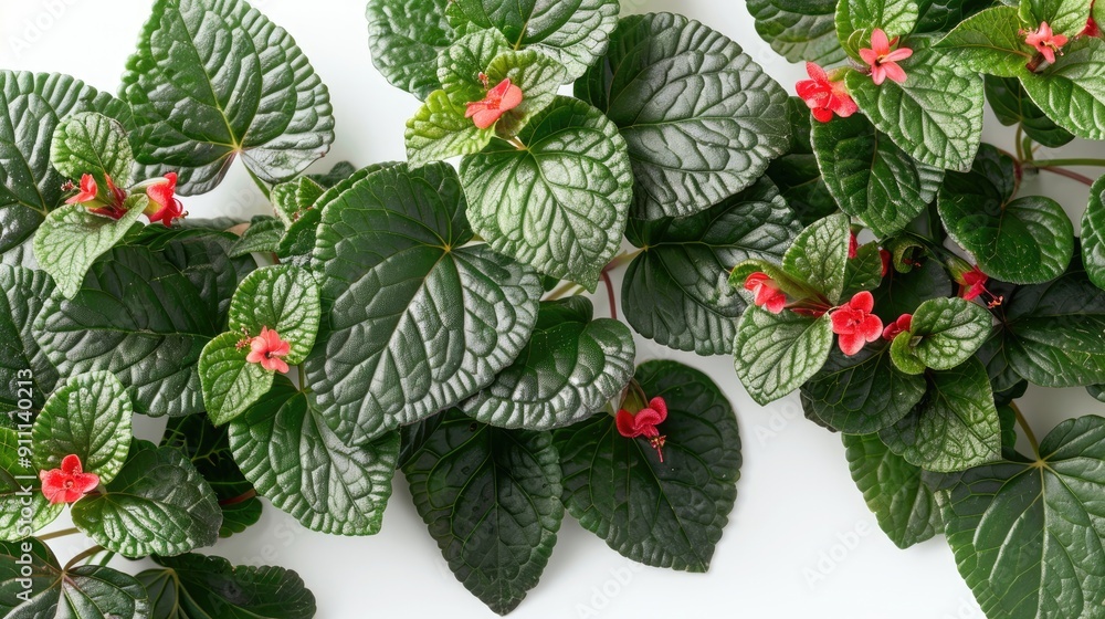 Close up Tropical Plant Episcia Cupreata Leaves and Red Flowers on White Background Close up Tropical Plant Episcia Cupreata Leaves and Red Flowers on White Background