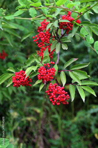 red elderberry in summer closeup