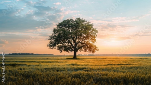 Isolated tree in field at sunset