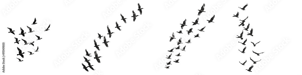 set of A flock of birds formation, flying birds, formation flying birds, birds flying, beautiful birds, birds lined up, flock of birds in flight, Birds Moving, Birds, on a transparent backgrounds set of A flock of birds formation, flying birds, formation flying birds, birds flying, beautiful birds, birds lined up, flock of birds in flight, Birds Moving, Birds, on a transparent backgrounds