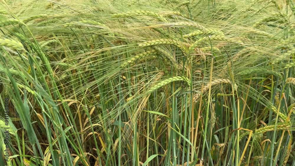 Unripe green barley on a field in overcast day Unripe green barley on a field in overcast day