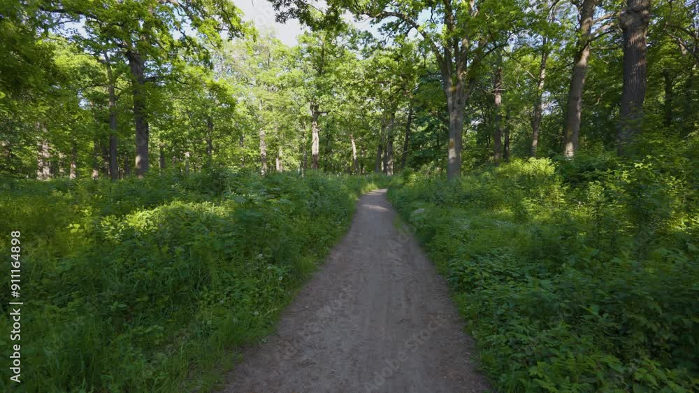 Walk in the summer forest. The rays of the sun break through the branches of trees. Green grass, trees in yellow, green, red leaves. Beautiful path in the forest. Walk in the summer forest. The rays of the sun break through the branches of trees. Green grass, trees in yellow, green, red leaves. Beautiful path in the forest.