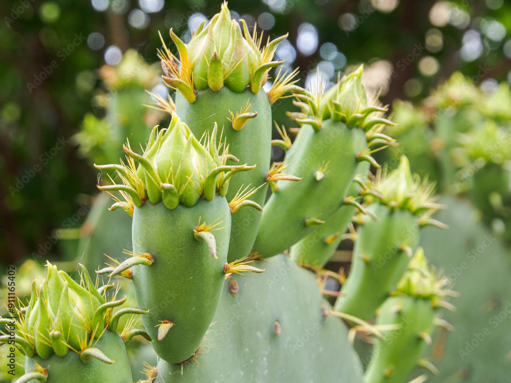 Close-up of a prickly cactus. The needles are visible in detail, highlighting the unique texture and rigidity of the plant Close-up of a prickly cactus. The needles are visible in detail, highlighting the unique texture and rigidity of the plant