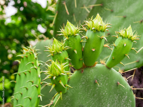 Фотография Close-up of a prickly cactus