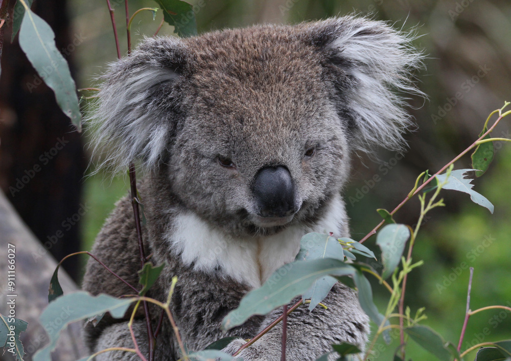 Obraz premium Australian Koala