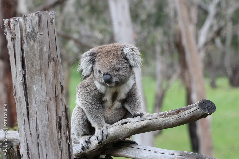 Fototapeta premium Australian Koala